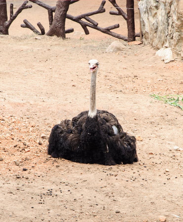 Young ostrich stock photo. Image of fauna, curiosity 25409946