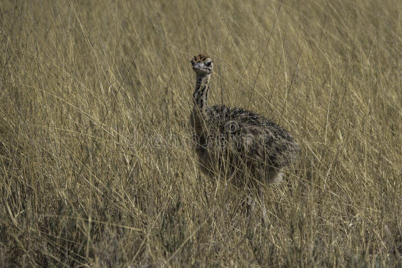 Young ostrich chicken royalty free stock photo Young ostrich chicken royalty free stock photo