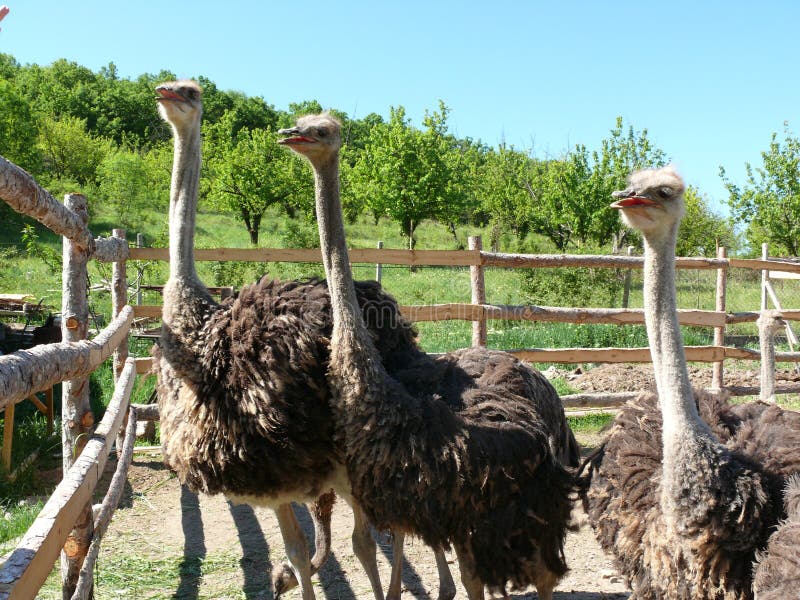 Young ostriches on a farm