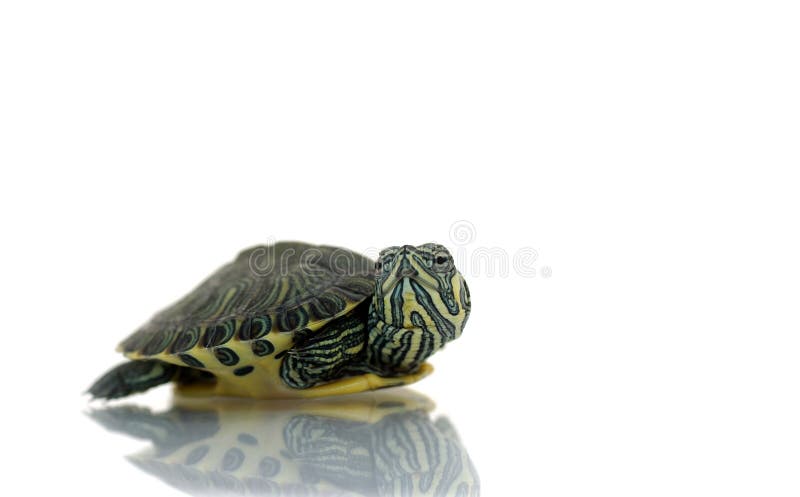 Young painted turtle