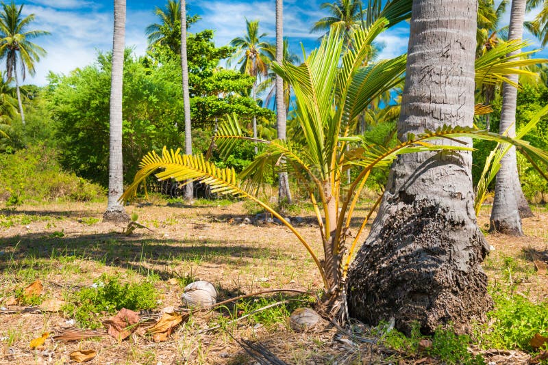 Oil palm sprout with soil stock photo. Image of plant 25829142