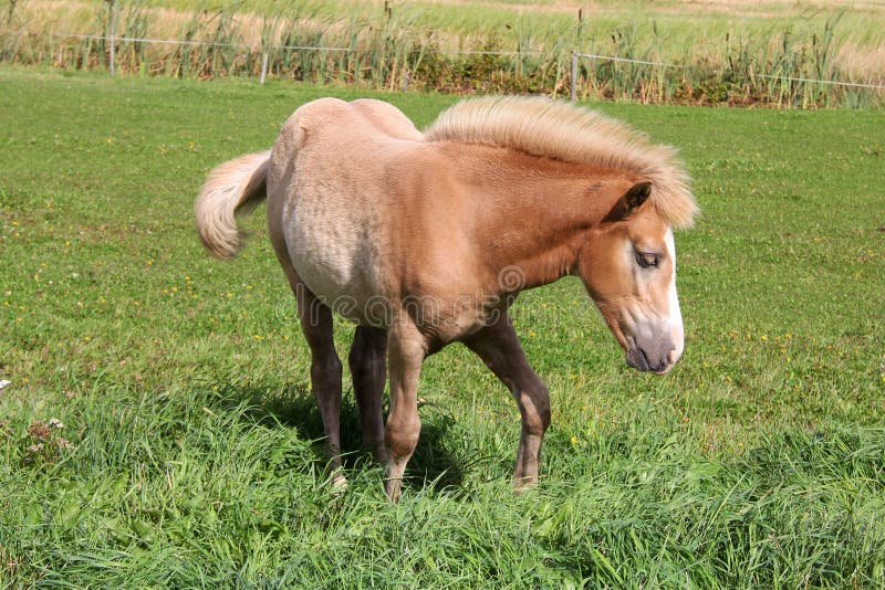 Young Palomino Filly royalty free stock photography