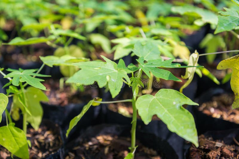 Young papaya plant stock image. Image of agriculture 41211559