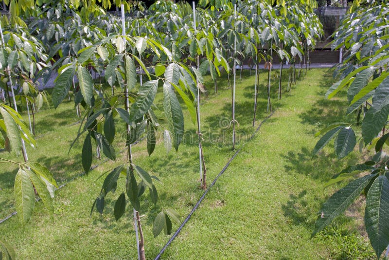 Young para rubber tree stock photo. Image of field, milk 23679132