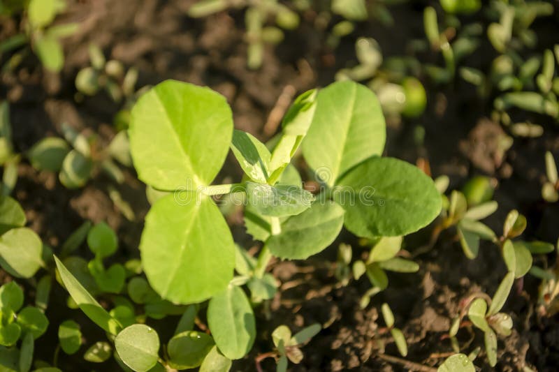 Young Pea Plant. a Young Pea Plant in the Garden. Pea Bush in Early Spring. Stock Image Image