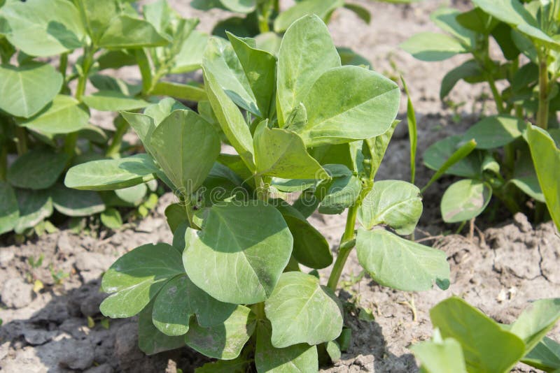 Young pea plant stock image. Image of peas, beans, cultivated 73286089