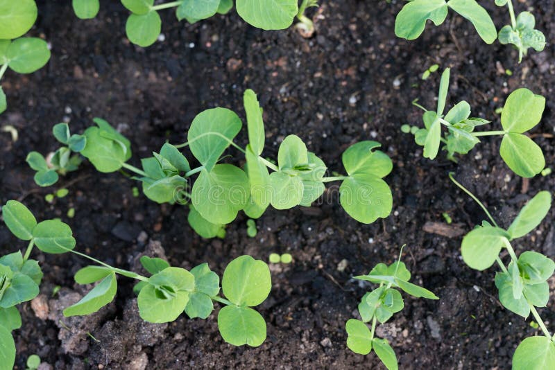 Young Pea Plants in Early Spring Garden. Spring. Stock Photo Image of germinating, bean 140900708