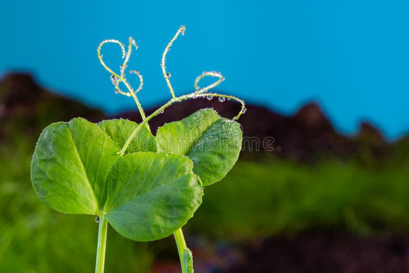 young pea sprout with dew drops on a field background.