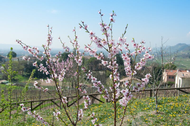 Young Peach Plant Stock Photos Download 1,106 Royalty Free Photos