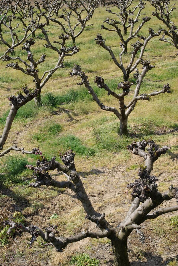 Young peach trees stock image. Image of horticulture 14293521