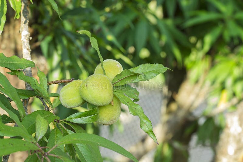 Young peaches fruits stock photo. Image of nature, leaf 29446478
