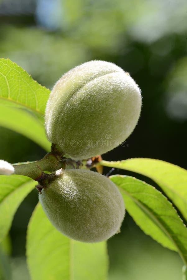 Young Peaches on a Tree Branch Stock Photo Image of fruit, delicious