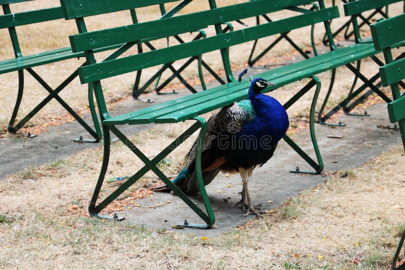 A young peacock settled under a bench royalty free stock image