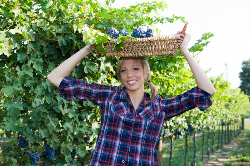 Young peasant woman bringing basket with grapes