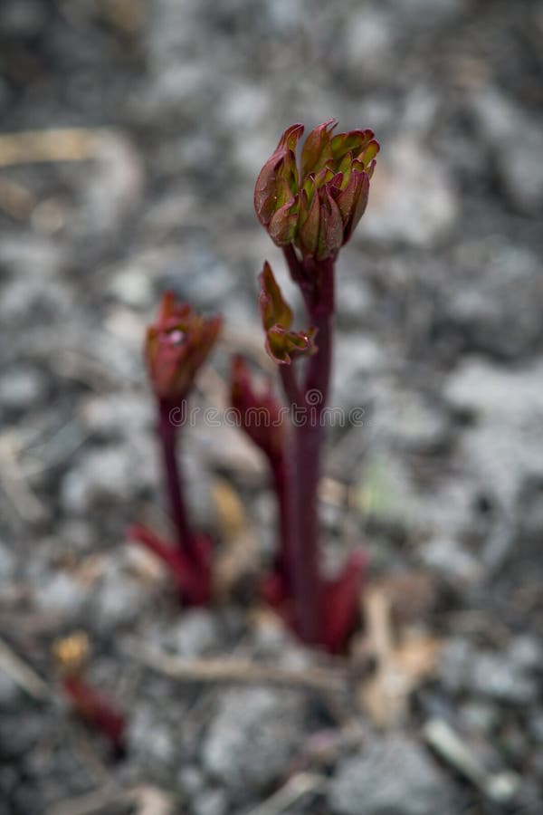Young Peony Plant in the Garden Stock Photo Image of selective