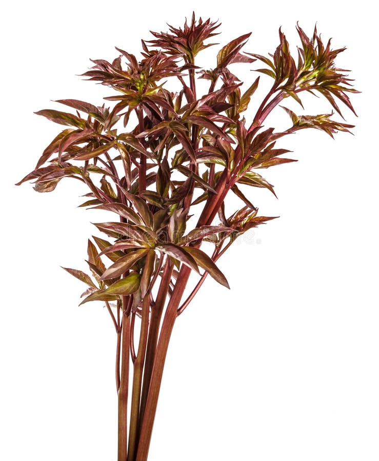 Young Peony Shoots. Isolated on White Stock Photo Image of flower