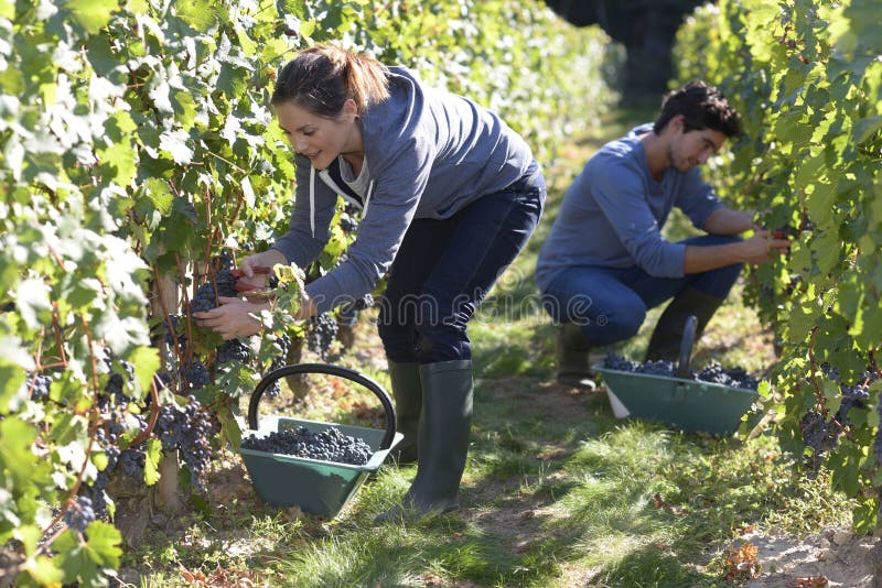 Young people working hard in vineyard