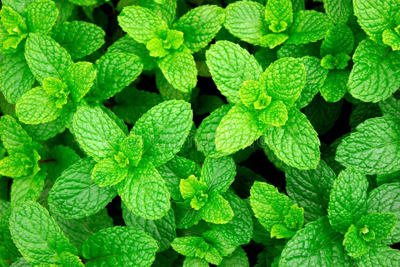 145 Green Peppermints Stock Photos Free & RoyaltyFree Stock Photos