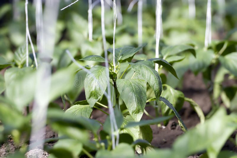 Young green pepper. stock photo. Image of ground, nature 30928318