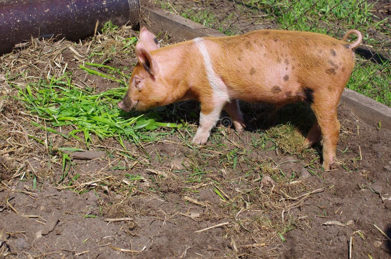 Young pig eats grass stock image. Image of agriculture 27690657