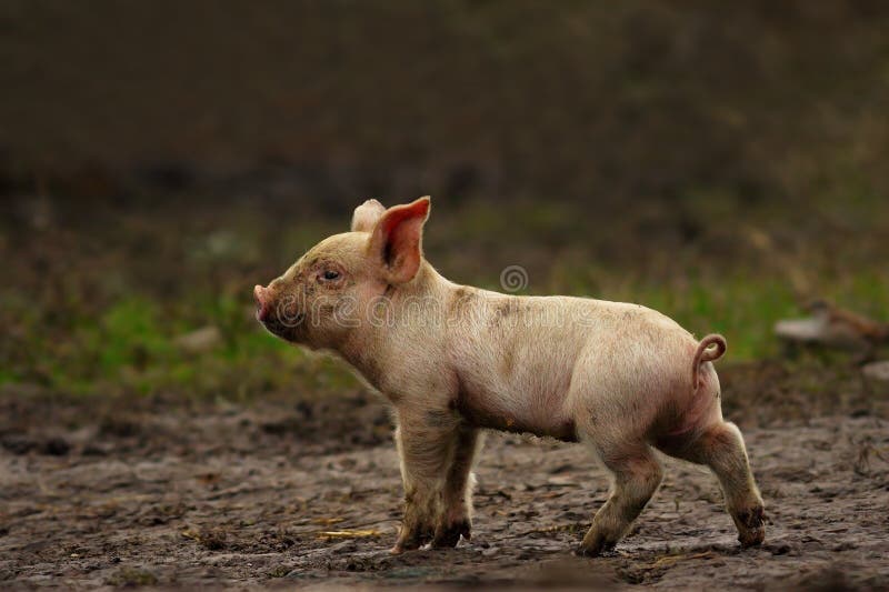 Young pig near the farm