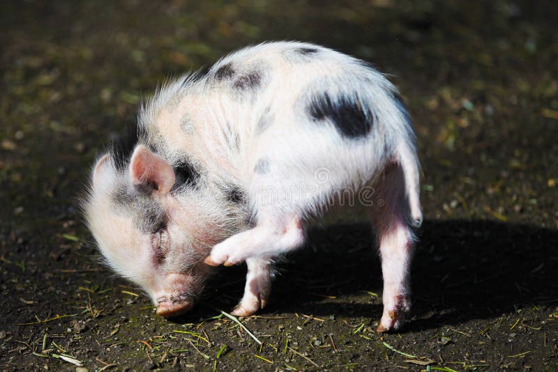 Young piglet stock photo. Image of hoof, young, nature 67705848
