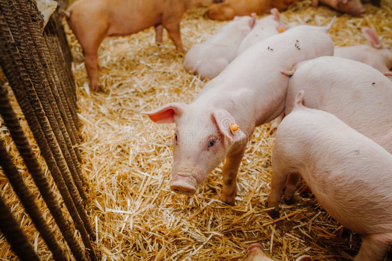 Young Pigs And Piglets In Barn Livestock Farm Stock Photo Image Of