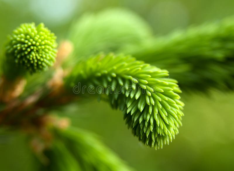 Young pine tree branch