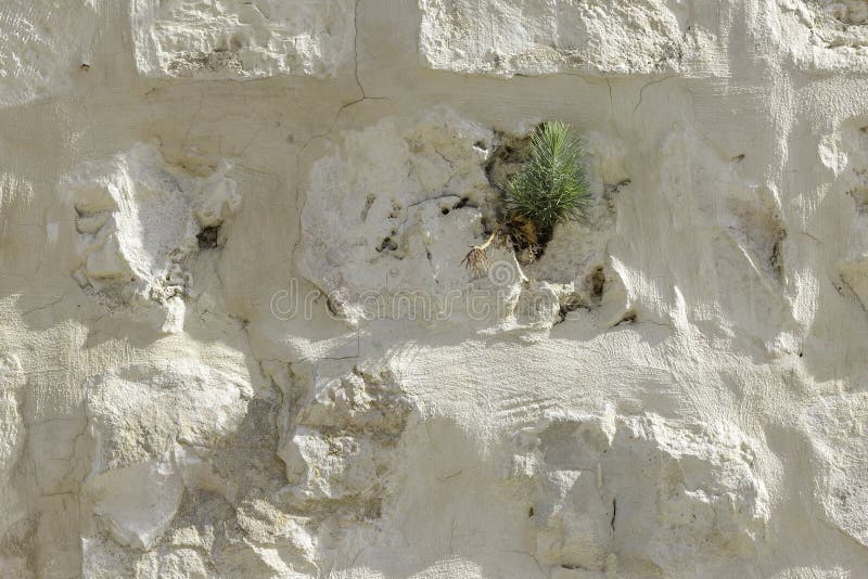 393 Jerusalem Pine Tree Stock Photos Free & RoyaltyFree Stock Photos