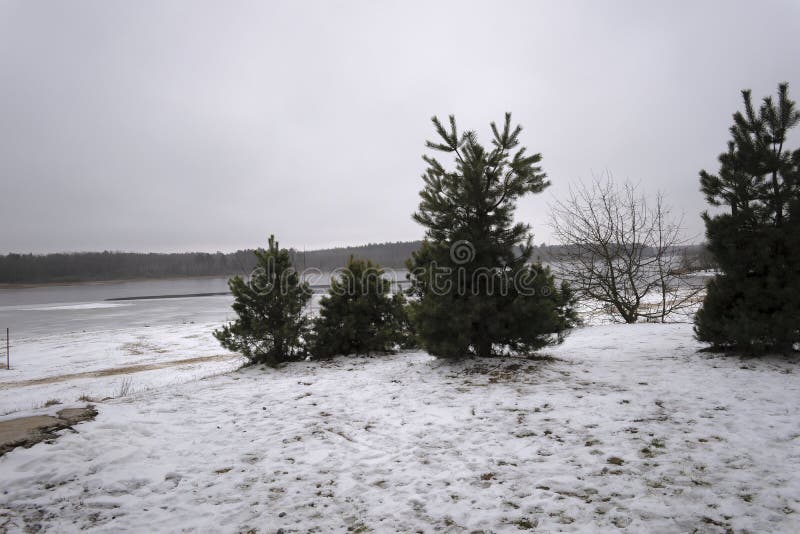 Young Pine Trees on the Bank of a Winter River Stock Photo Image of forest, snow 266683026