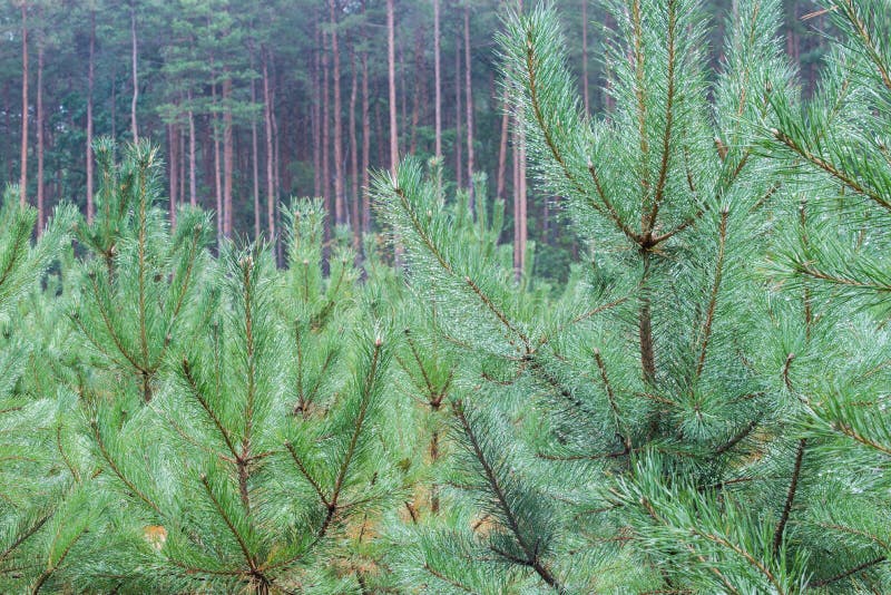 Young Pine Trees Plantation Stock Image Image of cultivated, closeup 194392327