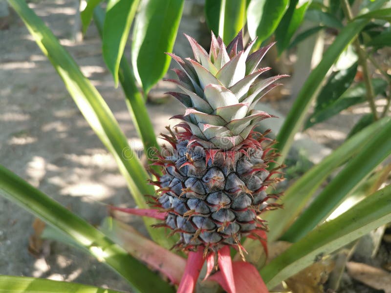 Young Pineapple Fruit with the Green Growing Crown. Stock Image Image of exotic, angiosperms