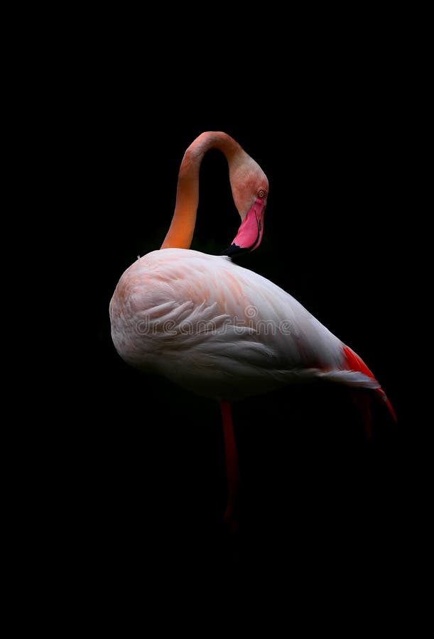 Young pink flamingo bird pruning its feathers royalty free stock photography