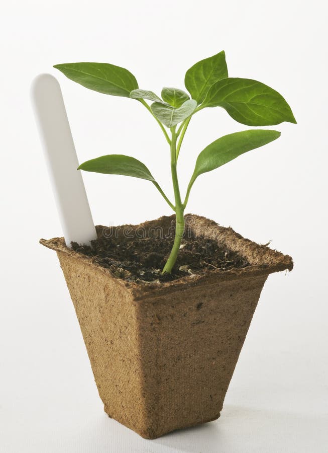 Young Plant stock image. Image of green, vegetable, young 11208819