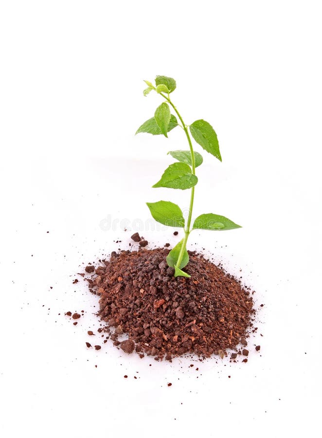 Young plant stock photo. Image of natural, life, healthy 13467546