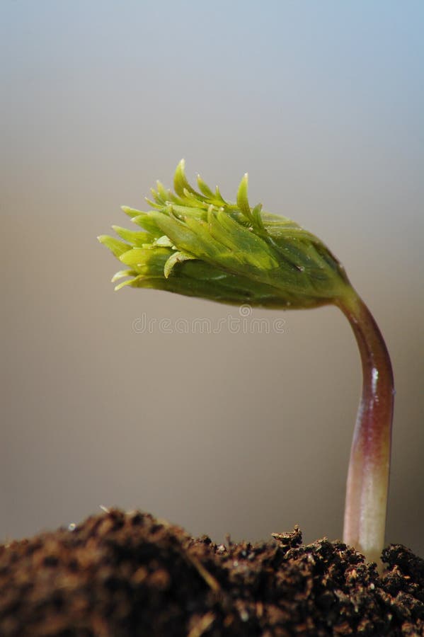 Young plant stock photo. Image of leaf, herb, gardening 14084262