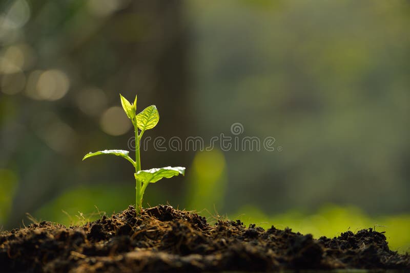 Development of Seedling Growth Planting Seedlings Young Plant in the