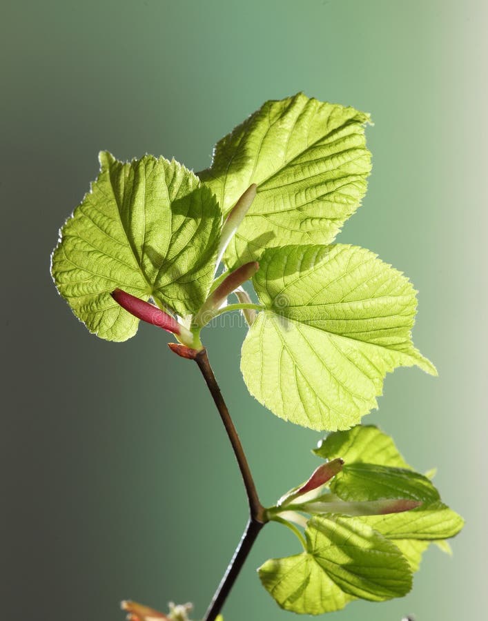 Young plant budding in spring