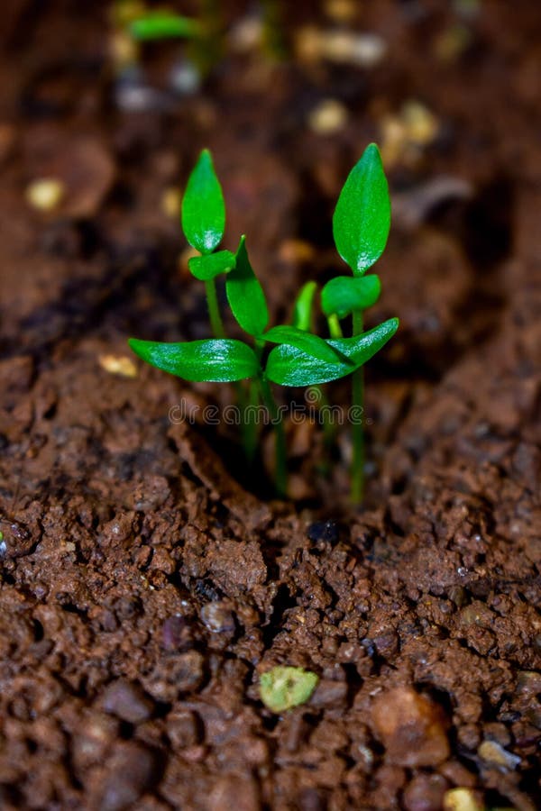 Young plant of chilli in a soil humus with green leaves