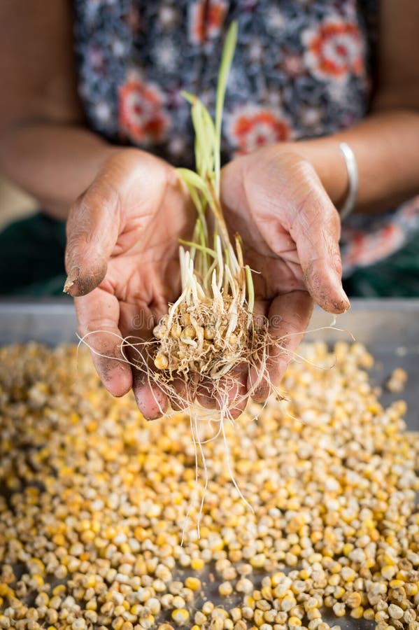 Young Plant from Corn Seed in Hand Stock Photo Image of fresh, kernel