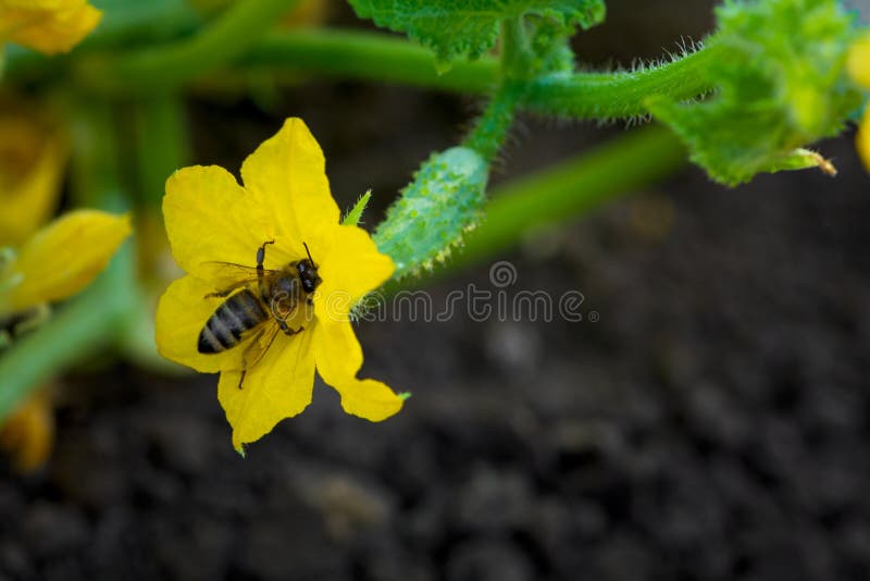 Young Plant Cucumber with Bee on Yellow Flower on Ground. Vegetables