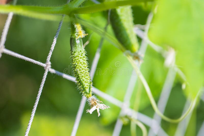 Young plant cucumber. Juicy fresh cucumber close-up macro on a background of leaves stock photos Young plant cucumber. Juicy fresh cucumber close-up macro on a background of leaves stock photos
