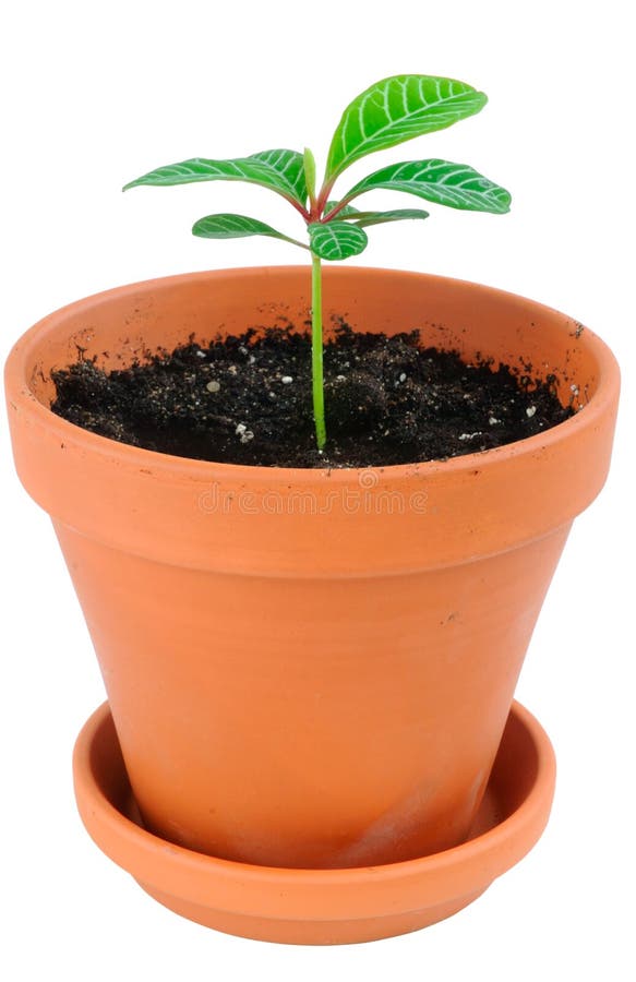 Flower pot with soil stock photo. Image of white, planting 13124138