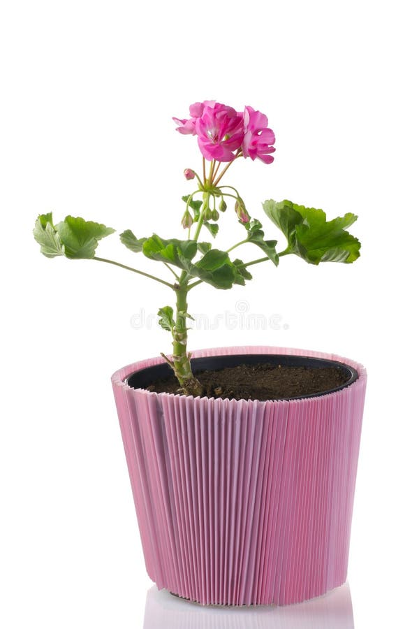 Young plant of geranium in a pot â€“ scion