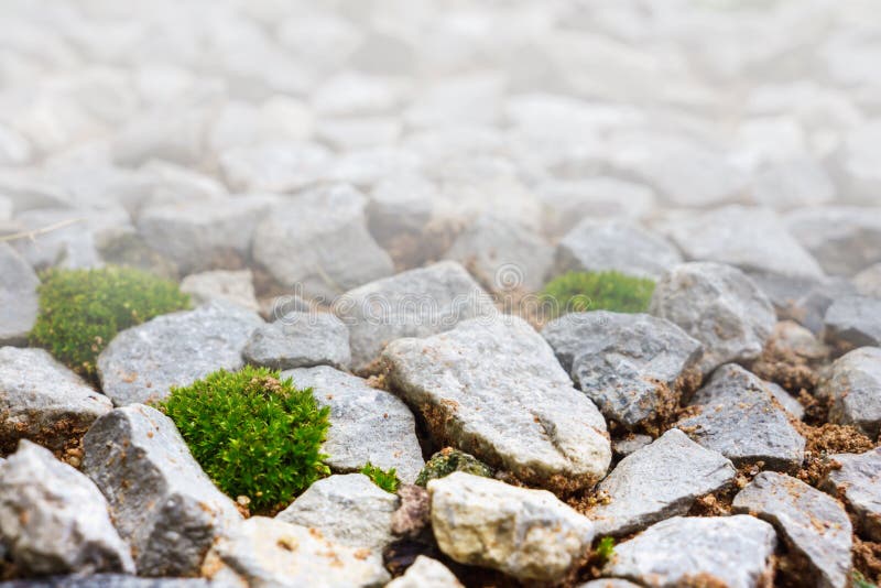 Young plant on green grass stock image. Image of ecology 43731973