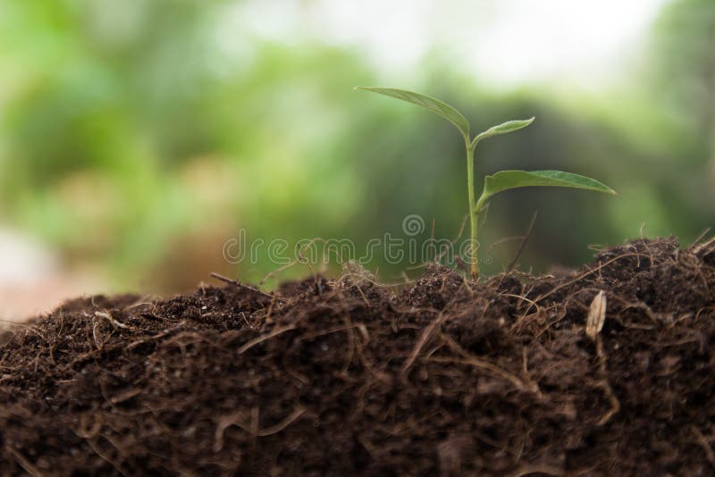 Young Plant Growing on Brown Soil Stock Image Image of plant, garden