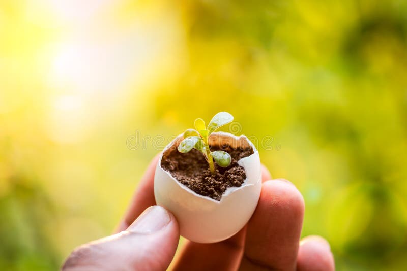 Young plant growing in egg shell held in hand royalty free stock images Young plant growing in egg shell held in hand royalty free stock images