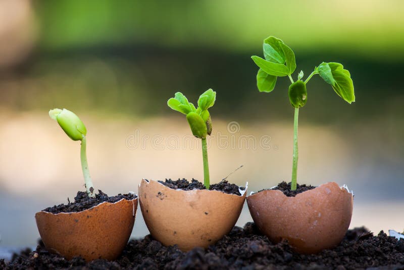 Seedling And Soil In An Egg Stock Photo Image of brown, chicken 17699244