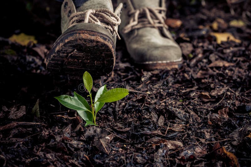 Young plant growing on soil