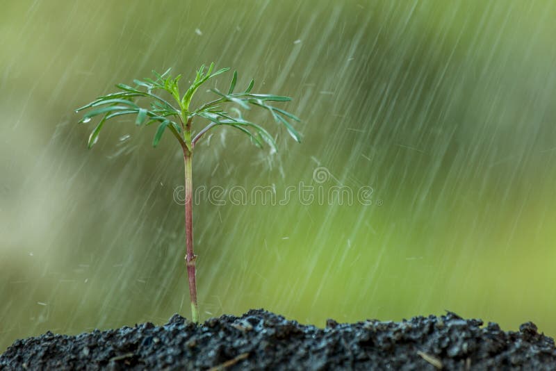 Young plant growing in soil and water drop on it royalty free stock photos
